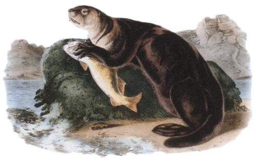 Иллюстрация к книге — Путешествие по всему миру на "Буссоли" и "Астролябии" [i_222.jpg]