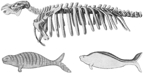 Иллюстрация к книге — Путешествие по всему миру на "Буссоли" и "Астролябии" [i_232.jpg]
