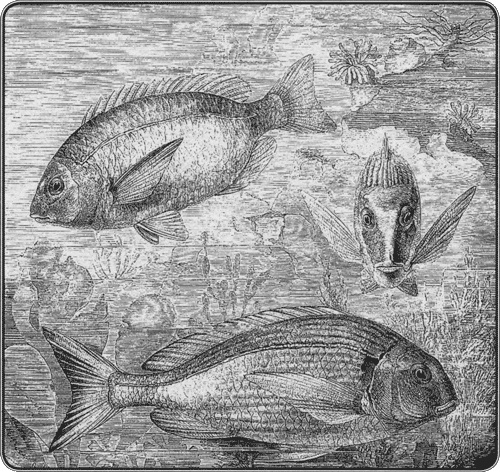 Иллюстрация к книге — Путешествие по всему миру на "Буссоли" и "Астролябии" [i_237.jpg]