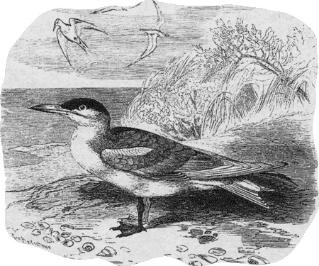 Иллюстрация к книге — Путешествие по всему миру на "Буссоли" и "Астролябии" [i_238.jpg]