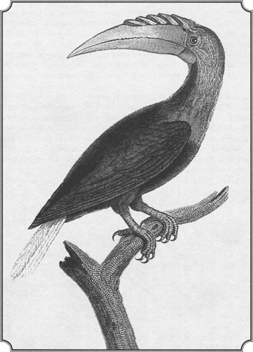 Иллюстрация к книге — Путешествие по всему миру на "Буссоли" и "Астролябии" [i_241.jpg]