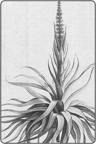 Иллюстрация к книге — Путешествие по всему миру на "Буссоли" и "Астролябии" [i_246.jpg]