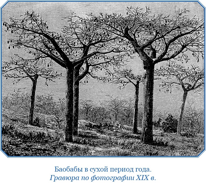 Иллюстрация к книге — Дневники исследователя Африки [i_039.jpg]