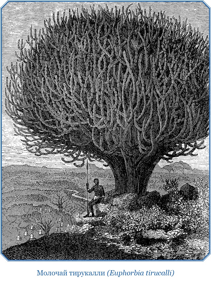 Иллюстрация к книге — Дневники исследователя Африки [i_056.jpg]