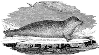 Иллюстрация к книге — «Ермак» во льдах [i_097.jpg]