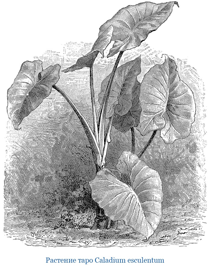 Иллюстрация к книге — Путешествие на берег Маклая [i_033.jpg]