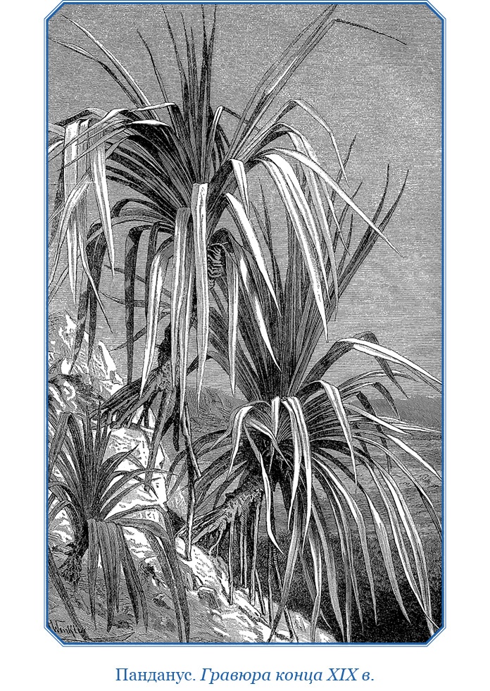 Иллюстрация к книге — Путешествие на берег Маклая [i_139.jpg]