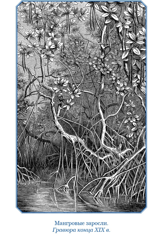 Иллюстрация к книге — Путешествие на берег Маклая [i_167.jpg]