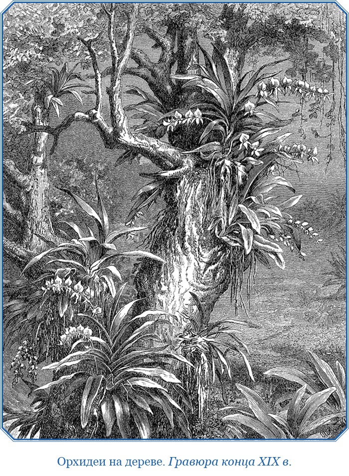 Иллюстрация к книге — Путешествие на берег Маклая [i_170.jpg]