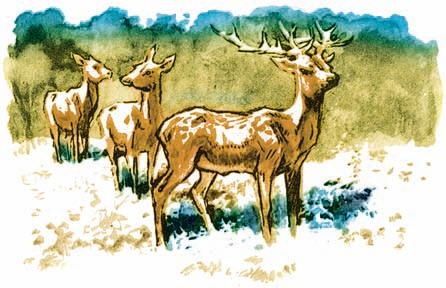 Иллюстрация к книге — Взятие Берлина. Победа! 1945 [i_033.jpg]