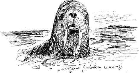 Иллюстрация к книге — Гуд бай, Арктика!.. [i_054.jpg]