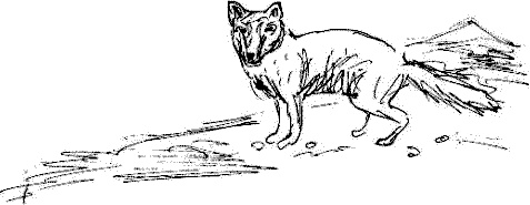 Иллюстрация к книге — Гуд бай, Арктика!.. [i_062.jpg]