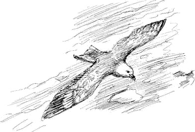 Иллюстрация к книге — Гуд бай, Арктика!.. [i_064.jpg]