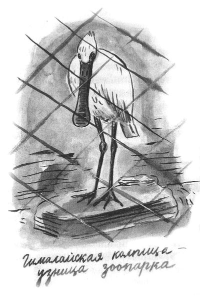 Иллюстрация к книге — Дорога на Аннапурну [i_007.jpg]