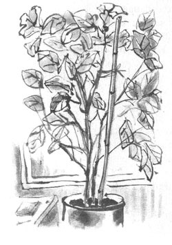 Иллюстрация к книге — Дорога на Аннапурну [i_022.jpg]