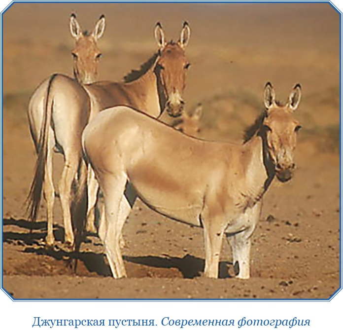 Иллюстрация к книге — Алтай. Монголия. Китай. Тибет. Путешествия в Центральной Азии [i_019.jpg]