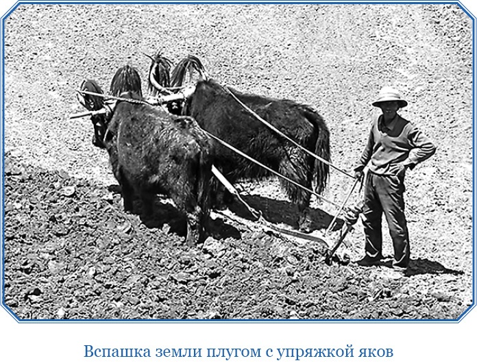 Иллюстрация к книге — Алтай. Монголия. Китай. Тибет. Путешествия в Центральной Азии [i_119.jpg]