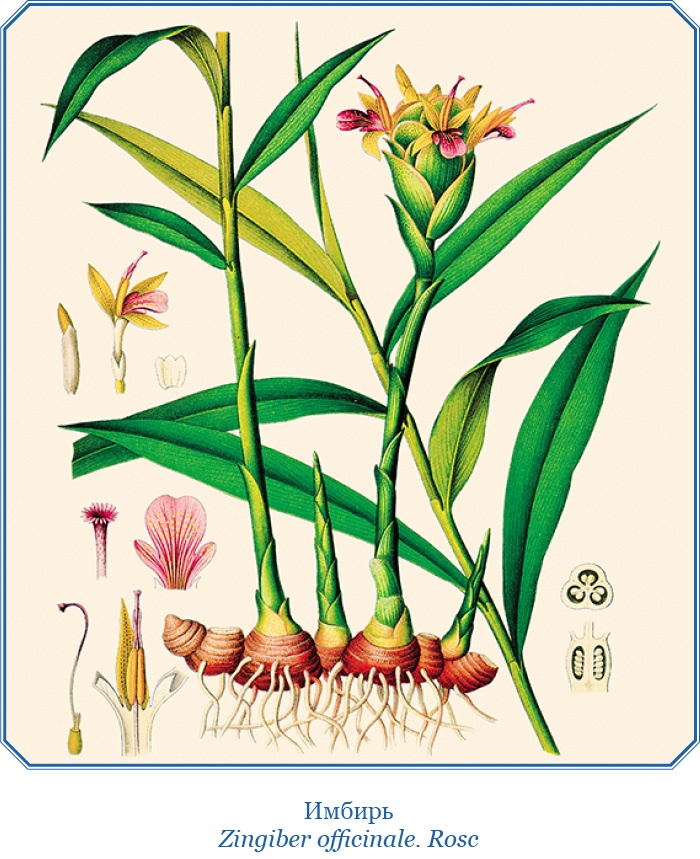 Иллюстрация к книге — Путешествие Магеллана [i_012.jpg]