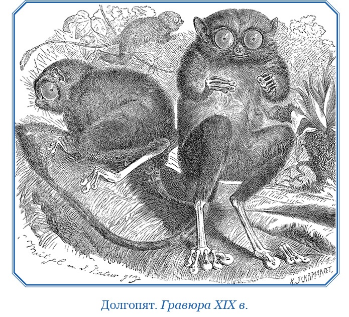 Иллюстрация к книге — Путешествие Магеллана [i_037.jpg]