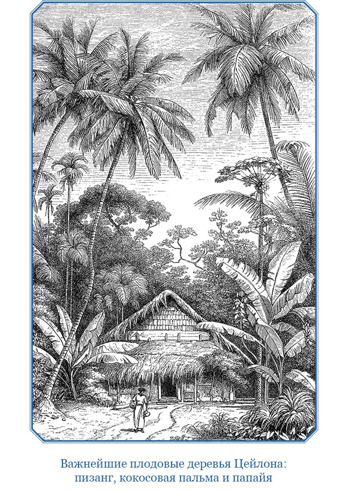 Иллюстрация к книге — Путешествие Магеллана [i_066.jpg]