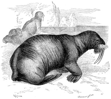 Иллюстрация к книге — По большому льду. Северный полюс [i_093.jpg]