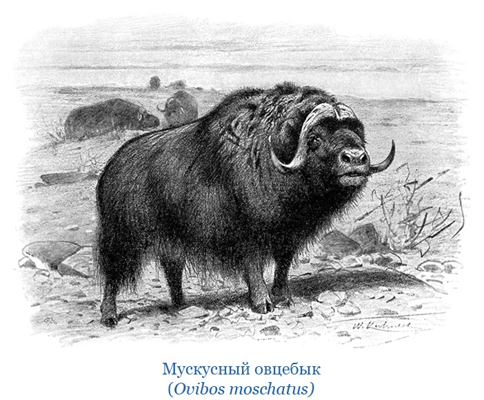 Иллюстрация к книге — По большому льду. Северный полюс [i_108.jpg]