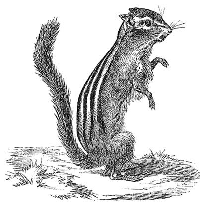 Иллюстрация к книге — Сибирь. Монголия. Китай. Тибет. Путешествия длиною в жизнь [i_153.jpg]