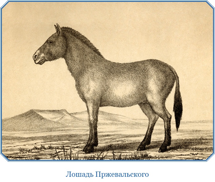 Иллюстрация к книге — Путешествия в Центральной Азии [i_025.jpg]