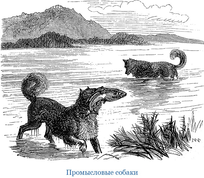 Иллюстрация к книге — Путешествия в Центральной Азии [i_040.jpg]