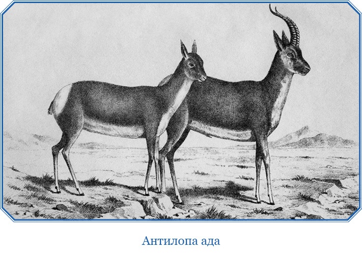 Иллюстрация к книге — Путешествия в Центральной Азии [i_071.jpg]