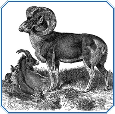 Иллюстрация к книге — Путешествия в Центральной Азии [i_074.jpg]