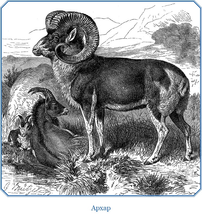 Иллюстрация к книге — Путешествия в Центральной Азии [i_076.jpg]