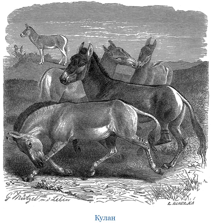 Иллюстрация к книге — Путешествия в Центральной Азии [i_077.jpg]