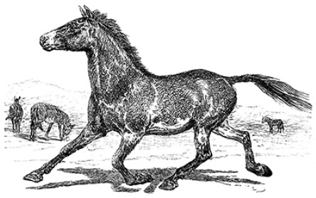 Иллюстрация к книге — Путешествия в Центральной Азии [i_079.jpg]