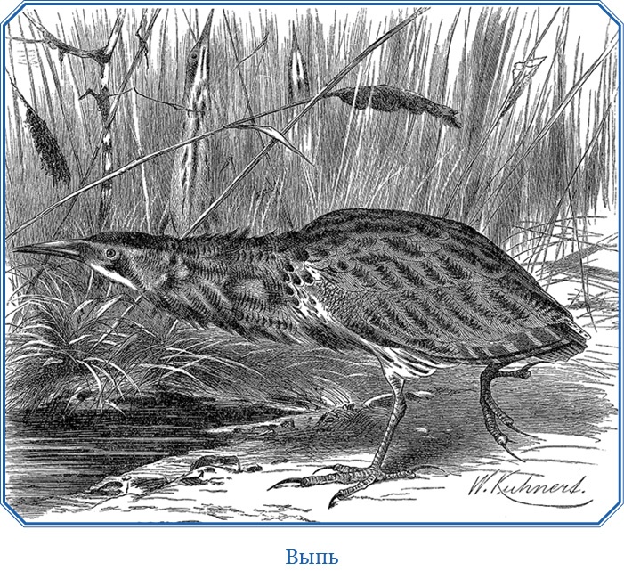 Иллюстрация к книге — Путешествия в Центральной Азии [i_120.jpg]