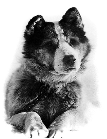 Иллюстрация к книге — Дневники полярного капитана [i_074.jpg]