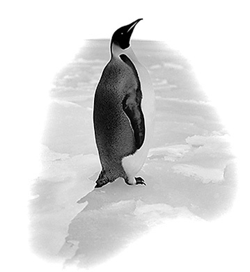 Иллюстрация к книге — Дневники полярного капитана [i_102.jpg]