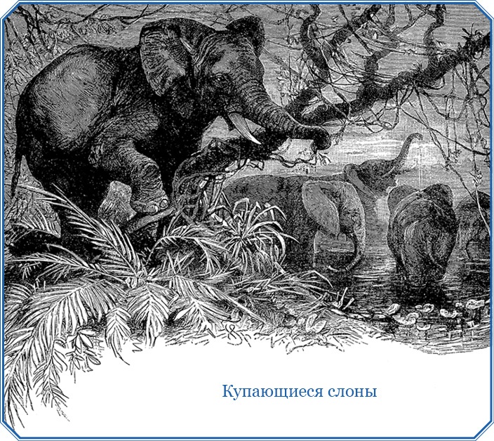 Иллюстрация к книге — В дебрях Африки [i_035.jpg]
