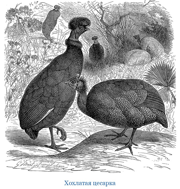 Иллюстрация к книге — В дебрях Африки [i_036.jpg]