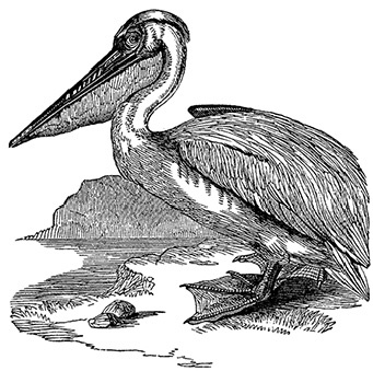 Иллюстрация к книге — В дебрях Африки [i_052.jpg]