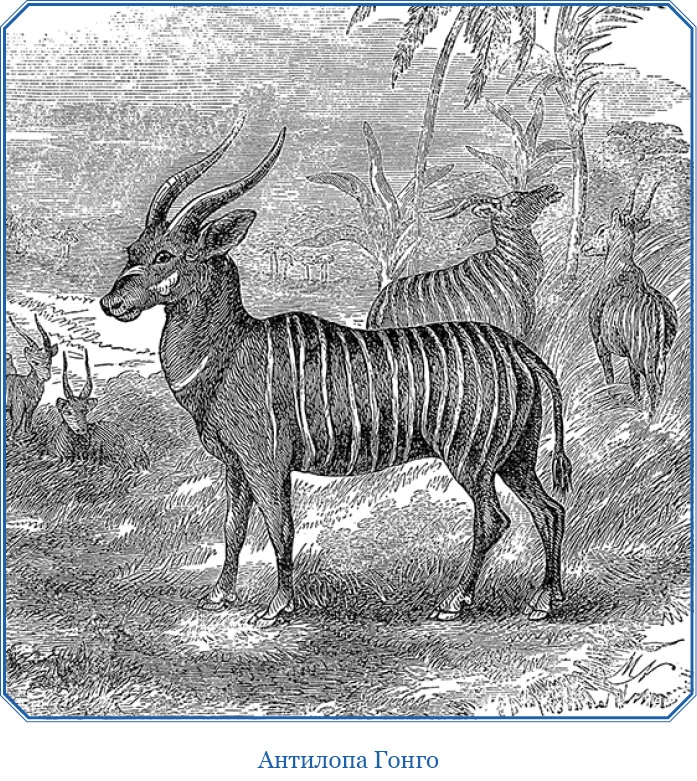 Иллюстрация к книге — В дебрях Африки [i_083.jpg]