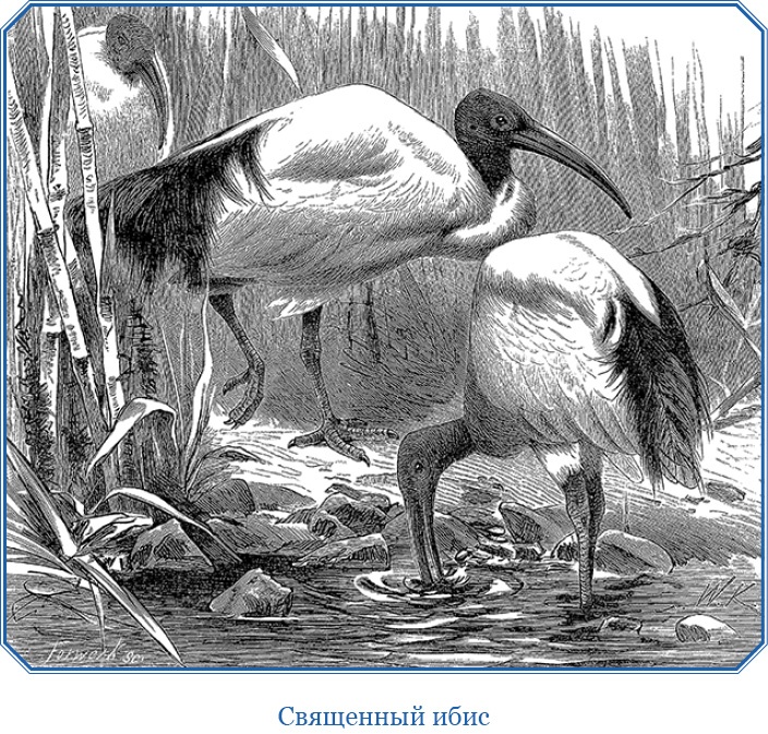 Иллюстрация к книге — В дебрях Африки [i_086.jpg]