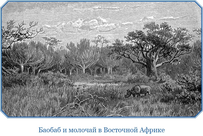 Иллюстрация к книге — В дебрях Африки [i_118.jpg]