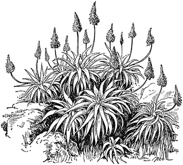 Иллюстрация к книге — В дебрях Африки [i_119.jpg]