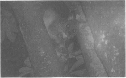 Иллюстрация к книге — Австралия - Terra Incognita. Когда звери еще были людьми [i_044.jpg]