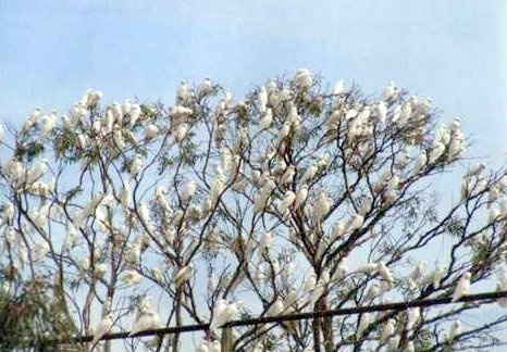 Иллюстрация к книге — Австралия - Terra Incognita. Когда звери еще были людьми [i_053.jpg]