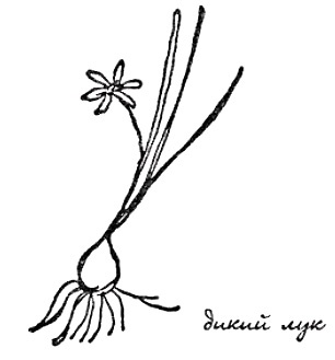 Иллюстрация к книге — Моя сторона горы [i_020.jpg]