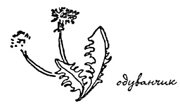 Иллюстрация к книге — Моя сторона горы [i_024.jpg]