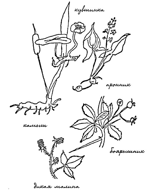 Иллюстрация к книге — Моя сторона горы [i_028.jpg]