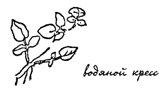 Иллюстрация к книге — Моя сторона горы [i_029.jpg]